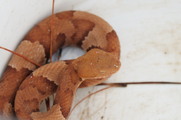 atheris