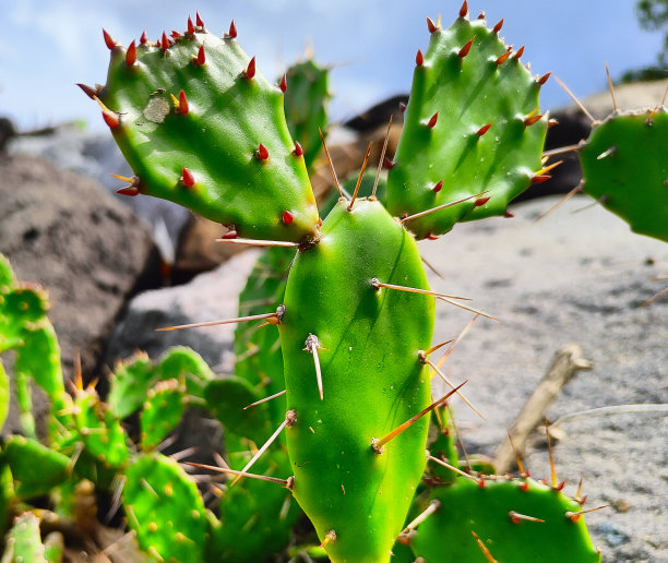 saguaro