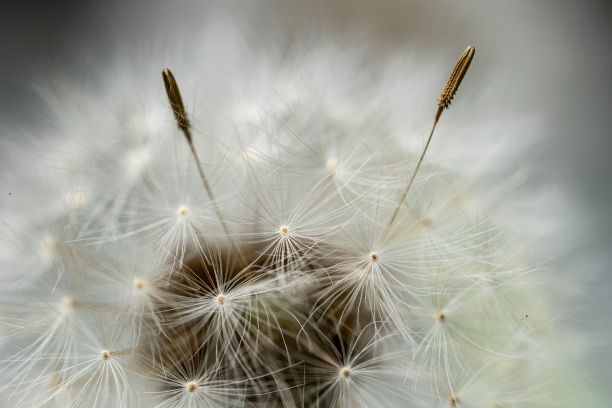 wispy