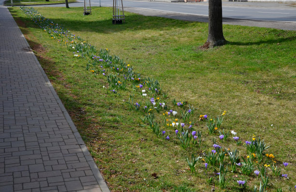 橙红色花朵条纹背景图案
