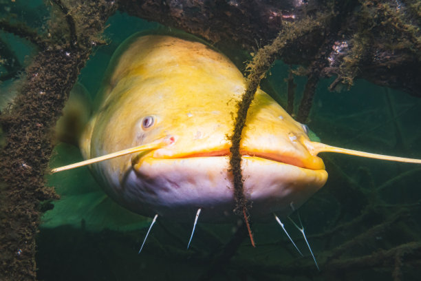 catfish