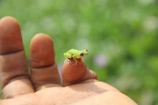 dendrobates