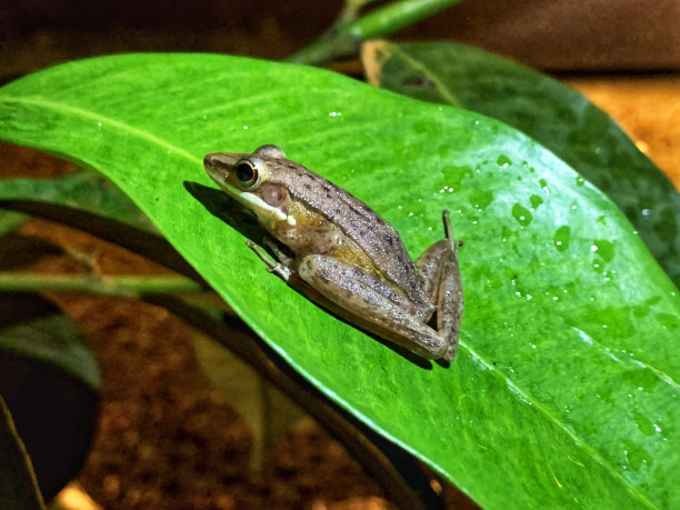 dendrobates