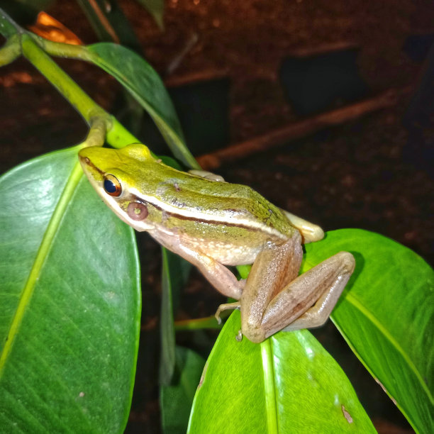 dendrobates