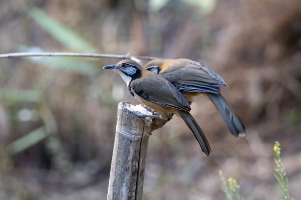 laughingthrush