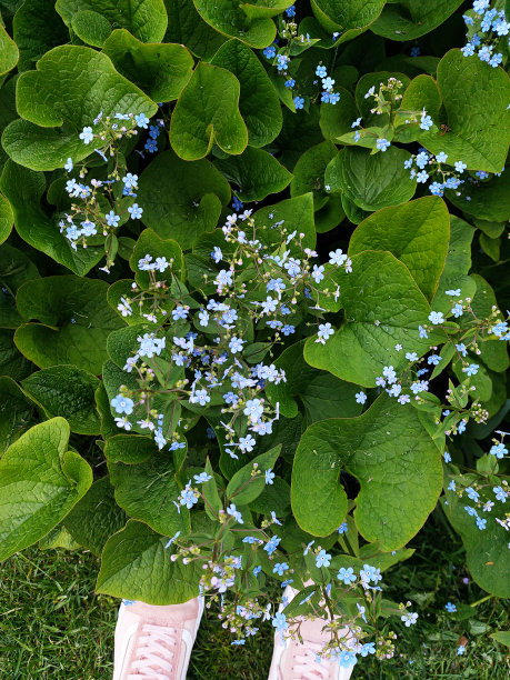 brunnera