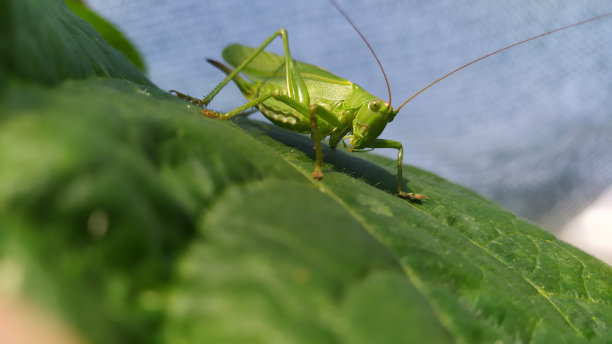 katydid