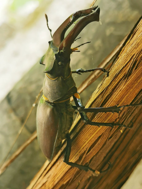 lucanus