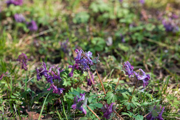 corydalis