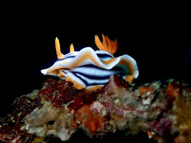 mollusk