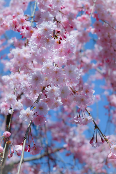 sakura