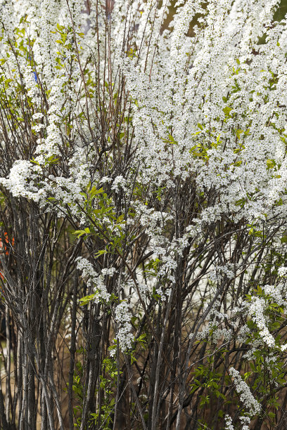filipendula