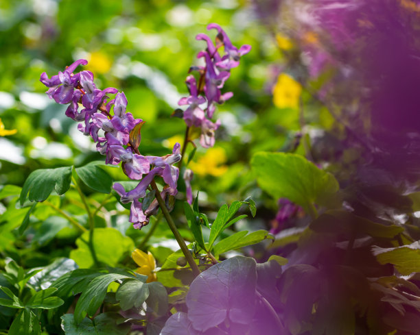 corydalis