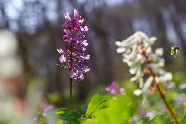corydalis