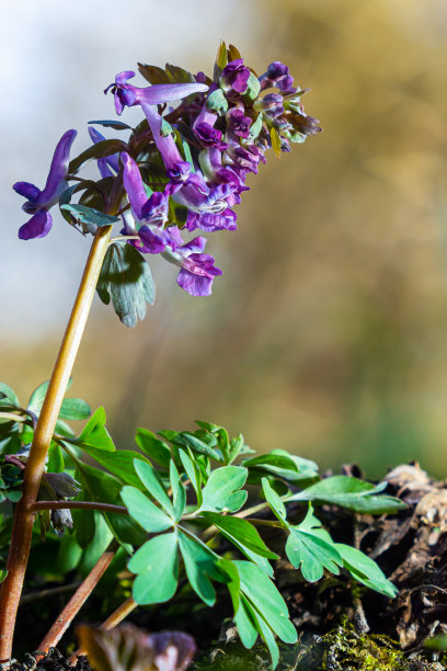 corydalis