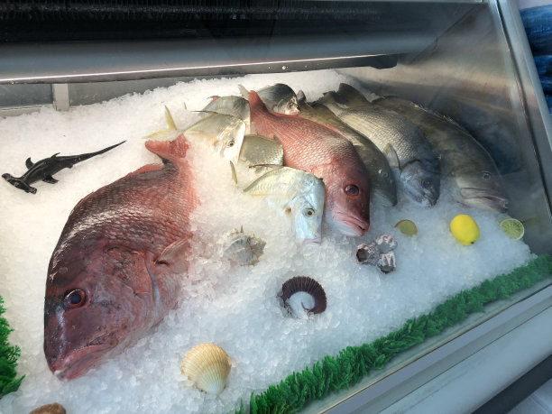 snapper