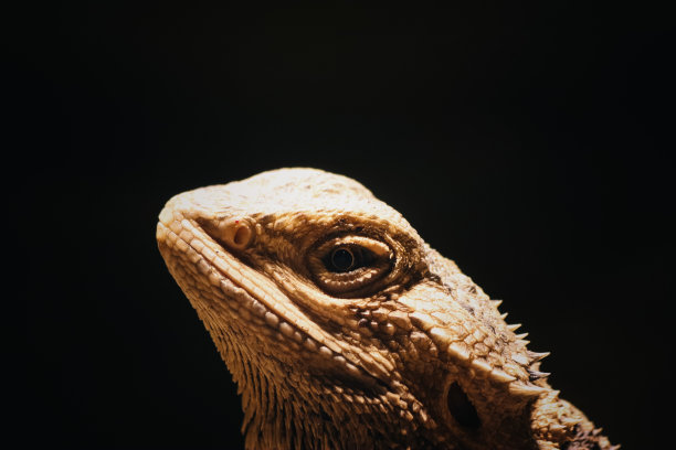 pogona