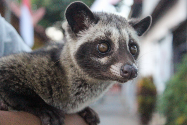 civet