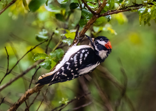 perched