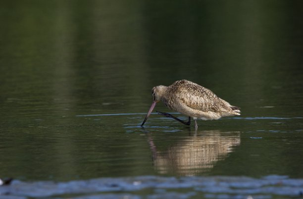 limosa