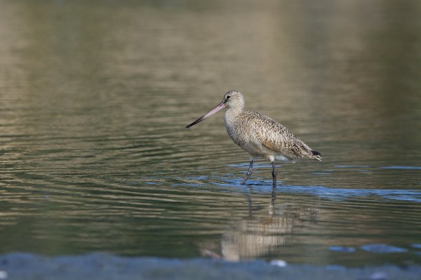 limosa