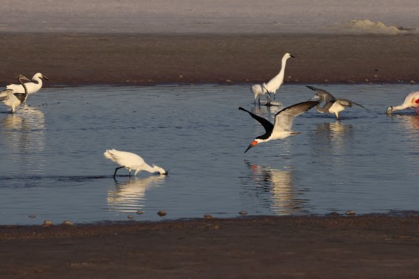 skimmer