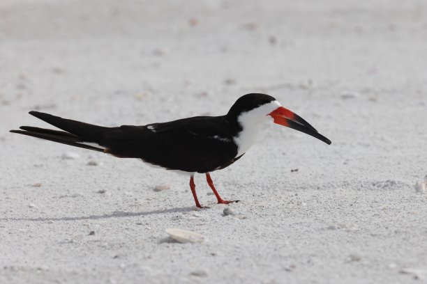 skimmer