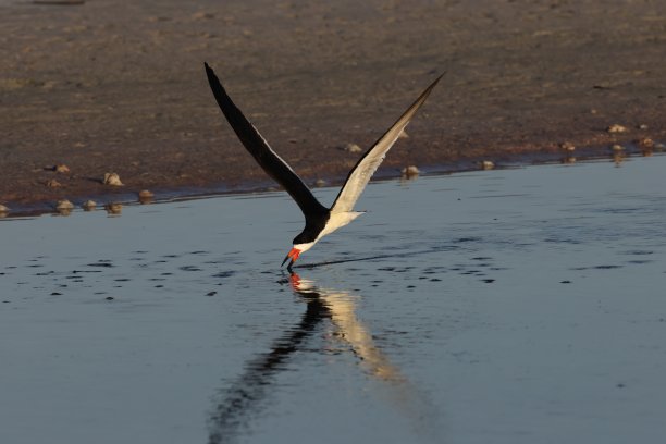 skimmer