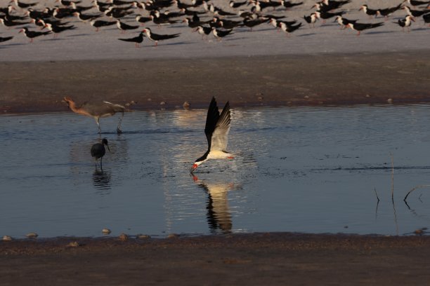 skimmer
