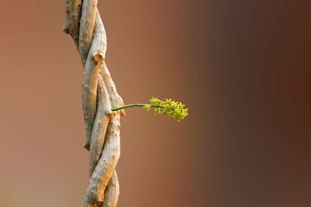 delicate