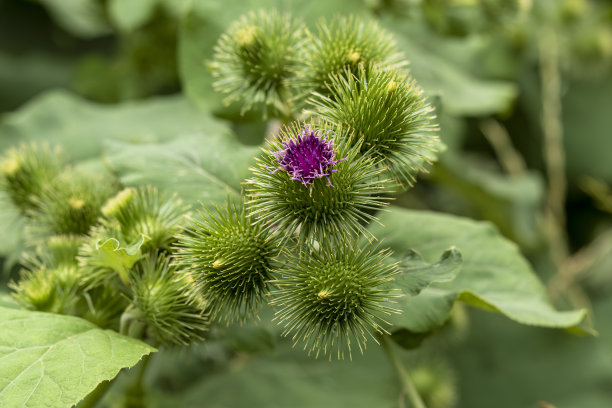 spiked