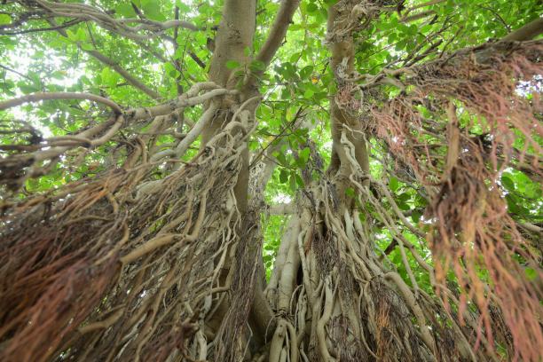 banyan