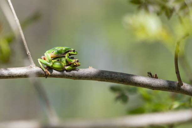 dendrobates