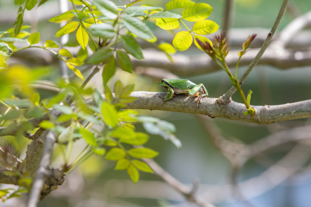 dendrobates