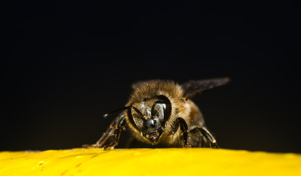 beekeeper