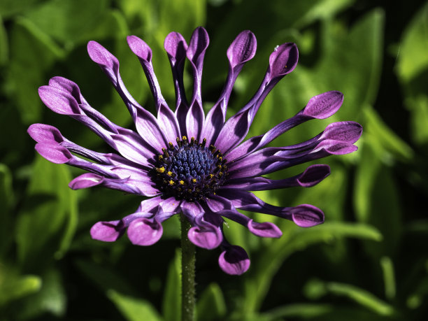 精美紫色绿色圆形花纹图案