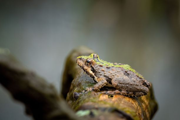 dendrobates