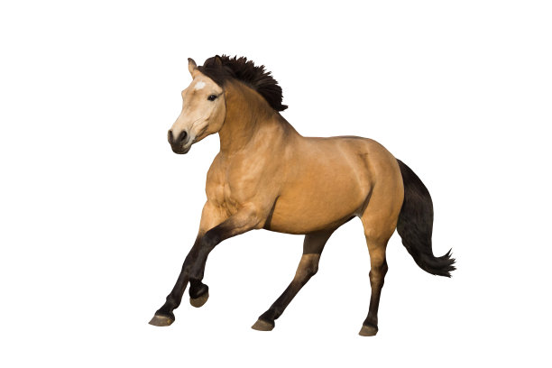 equus