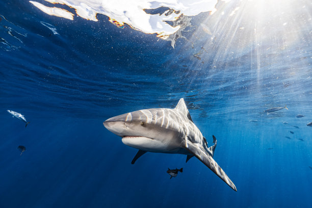 shark