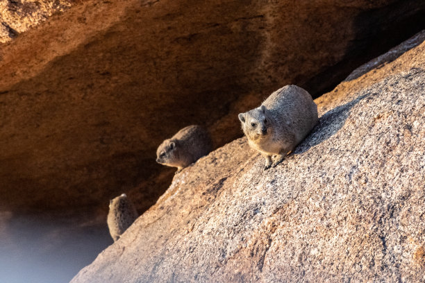 hyracoidea