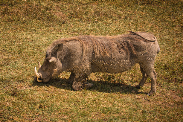 phacochoerus