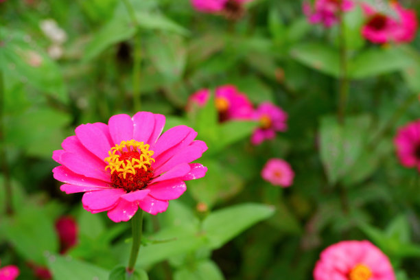 精美紫色绿色圆形花纹图案