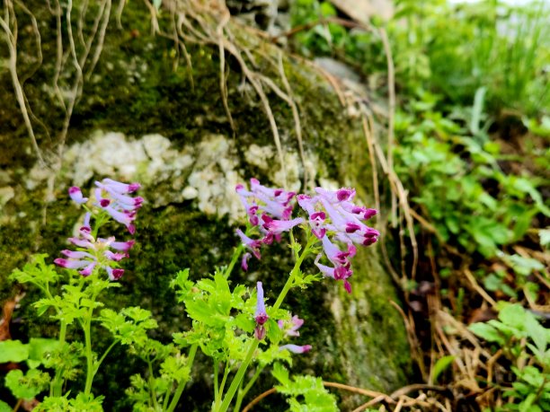 corydalis