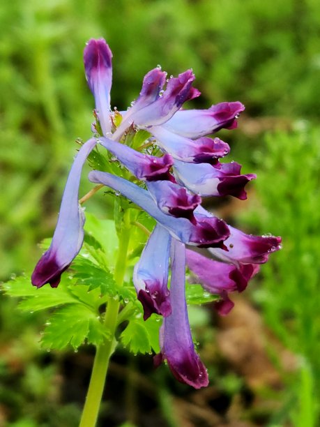 corydalis