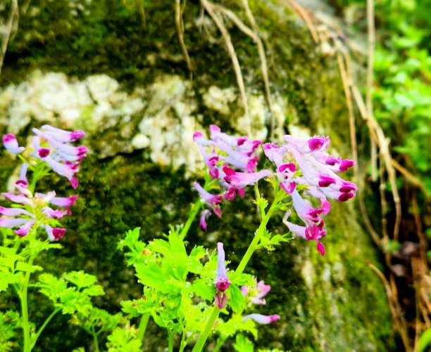 corydalis