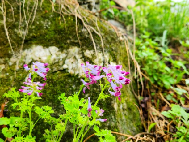 corydalis