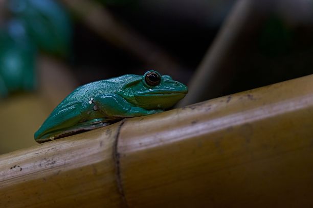 dendrobates
