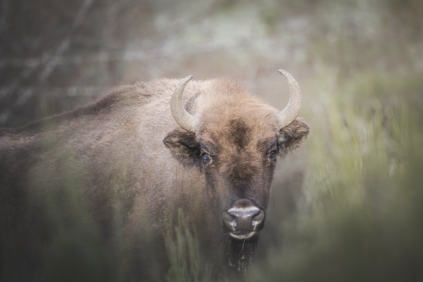 bison