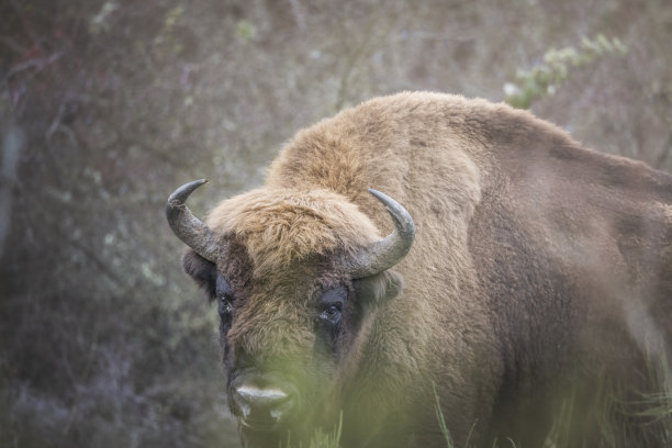bison