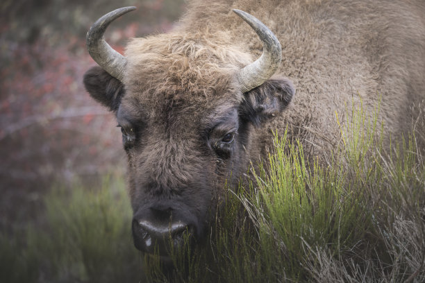 bison